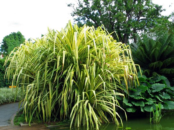 پاندانوس ساندری